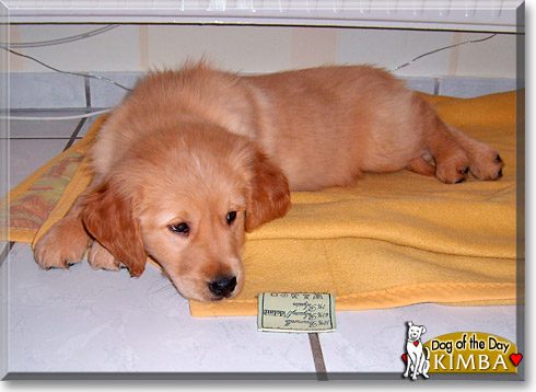 Kimba, the Dog of the Day Kimba, the Dog of the Day