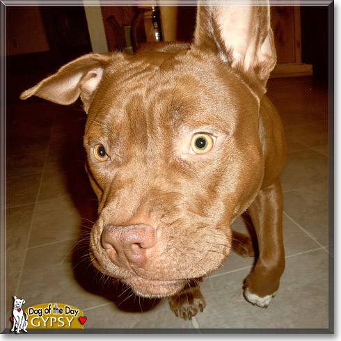 Gypsy, the Dog of the Day