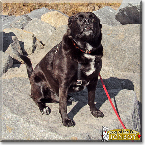 JonBoy, the Dog of the Day JonBoy, the Dog of the Day