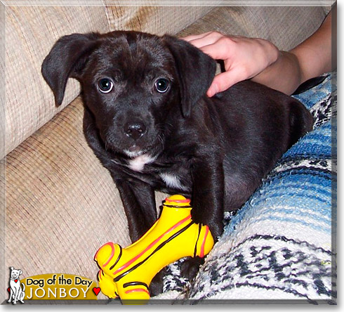 JonBoy, the Dog of the Day JonBoy, the Dog of the Day