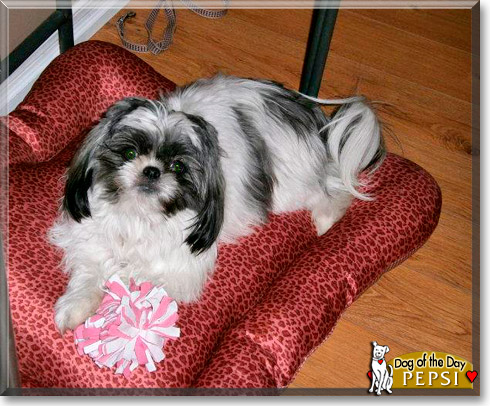 Pepsi, the Dog of the Day Pepsi, the Dog of the Day