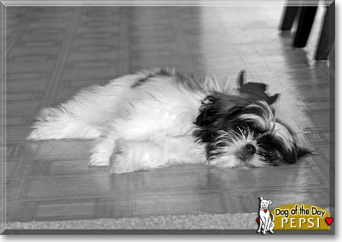Pepsi, the Dog of the Day Pepsi, the Dog of the Day
