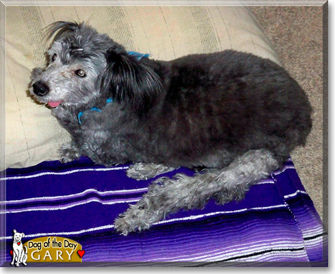Gary Bryant Crane, the Dog of the Day Gary Bryant Crane, the Dog of the Day