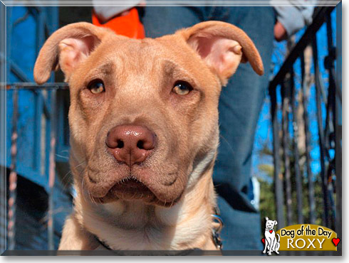 Roxy, the Dog of the Day Roxy, the Dog of the Day