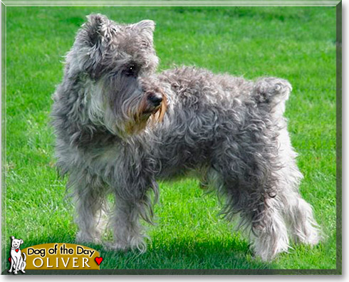 Oliver, the Dog of the Day