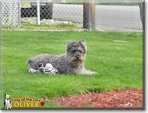 Oliver, the Dog of the Day