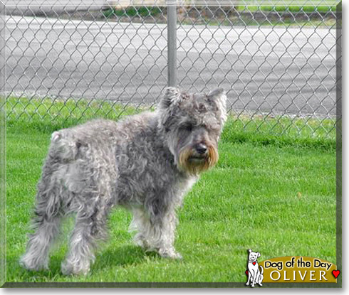 Oliver, the Dog of the Day
