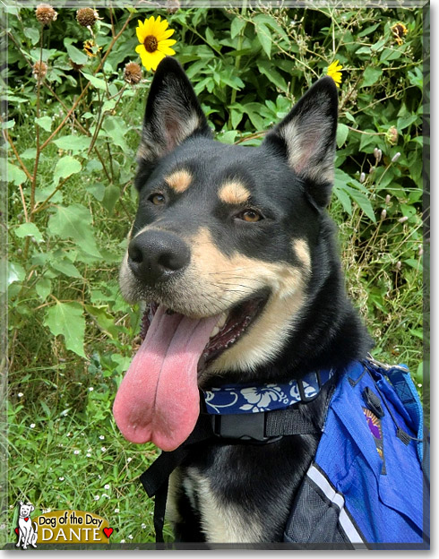 Dante, the Dog of the Day Dante, the Dog of the Day