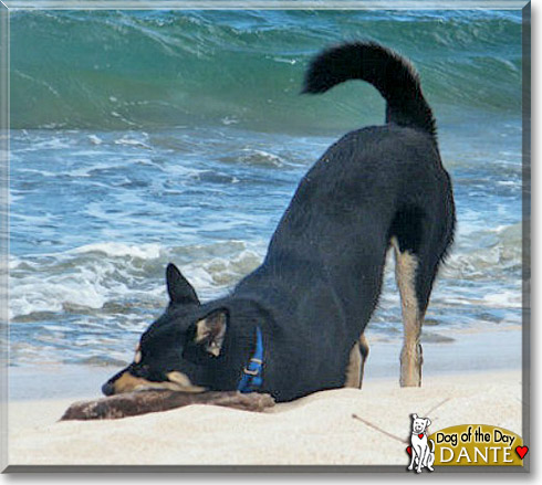 Dante, the Dog of the Day Dante, the Dog of the Day