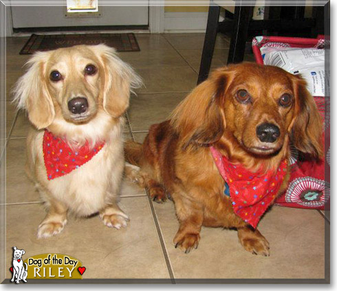 Riley, the Dog of the Day