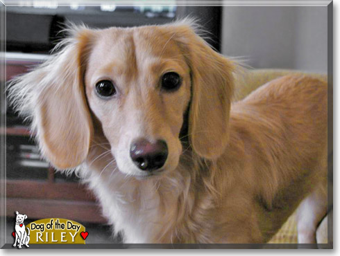 Riley, the Dog of the Day