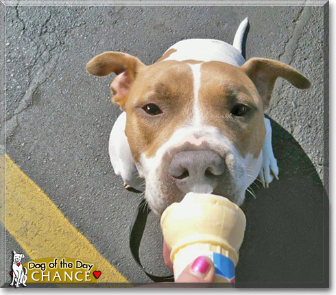 Chance, the Dog of the Day