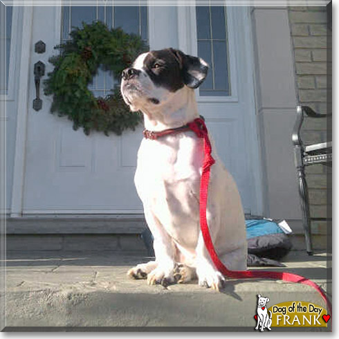 Frank, the Dog of the Day Frank, the Dog of the Day