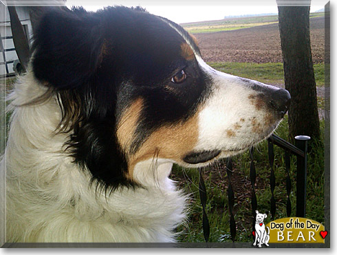 Bear, the Dog of the Day