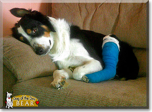 Bear, the Dog of the Day