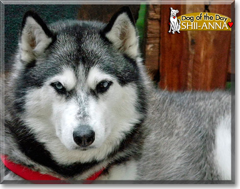 Shii-Anna, the Dog of the Day Shii-Anna, the Dog of the Day