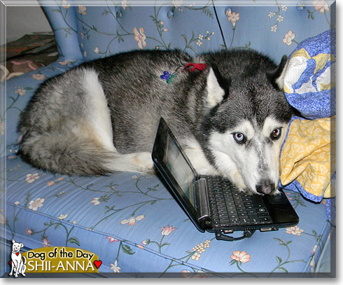 Shii-Anna, the Dog of the Day Shii-Anna, the Dog of the Day