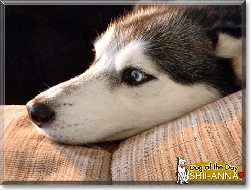 Shii-Anna, the Dog of the Day Shii-Anna, the Dog of the Day