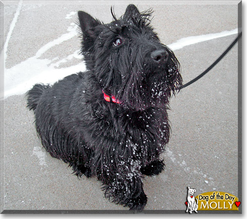 Molly, the Dog of the Day Molly, the Dog of the Day