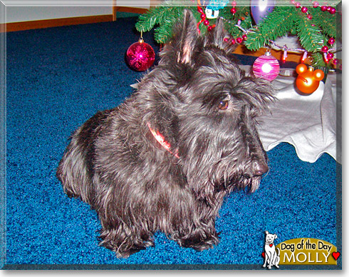 Molly, the Dog of the Day Molly, the Dog of the Day