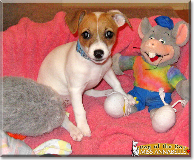 Miss Annabelle, the Dog of the Day