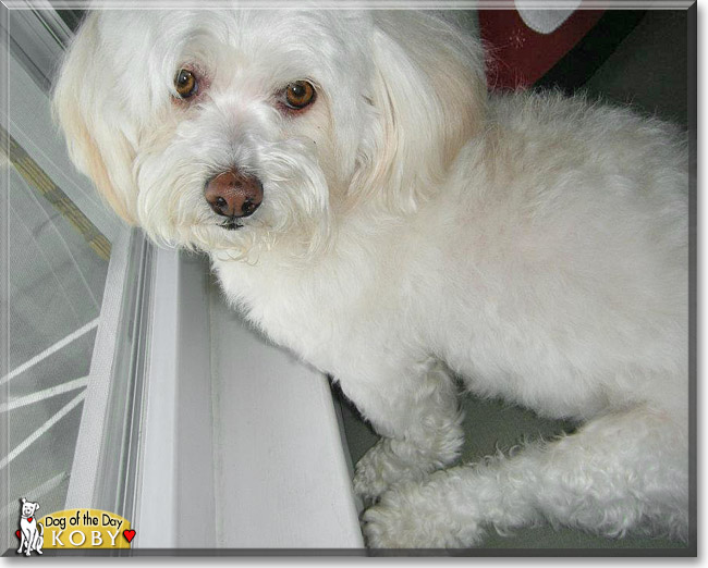 Koby, the Dog of the Day