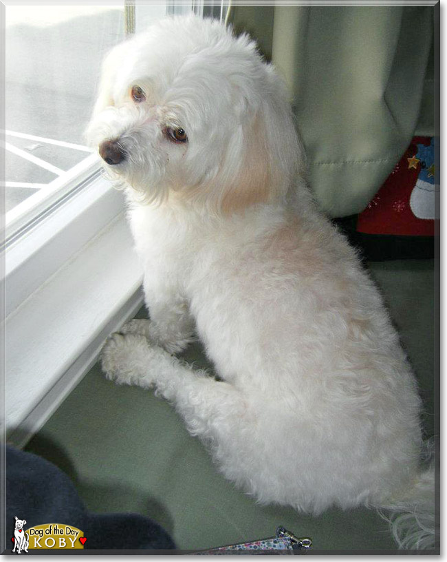Koby, the Dog of the Day