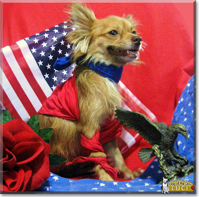 Luci, the Dog of the Day