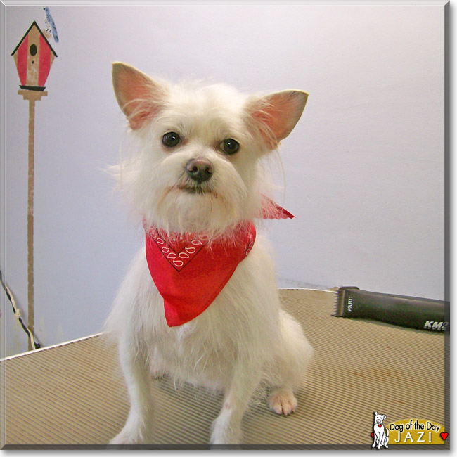 Jazi, the Dog of the Day