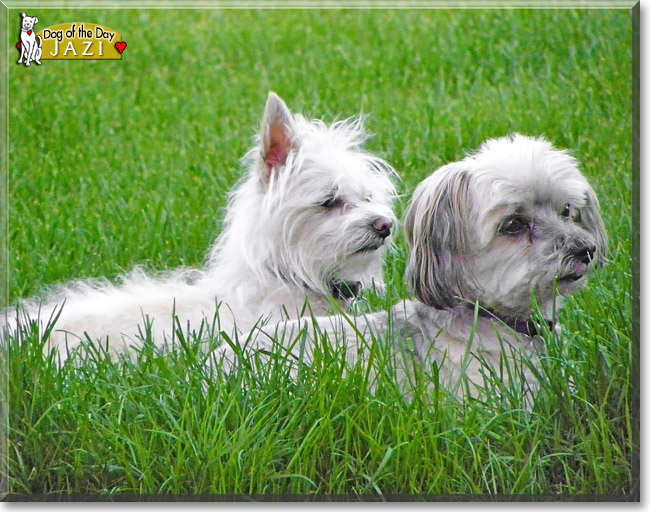 Jazi, the Dog of the Day