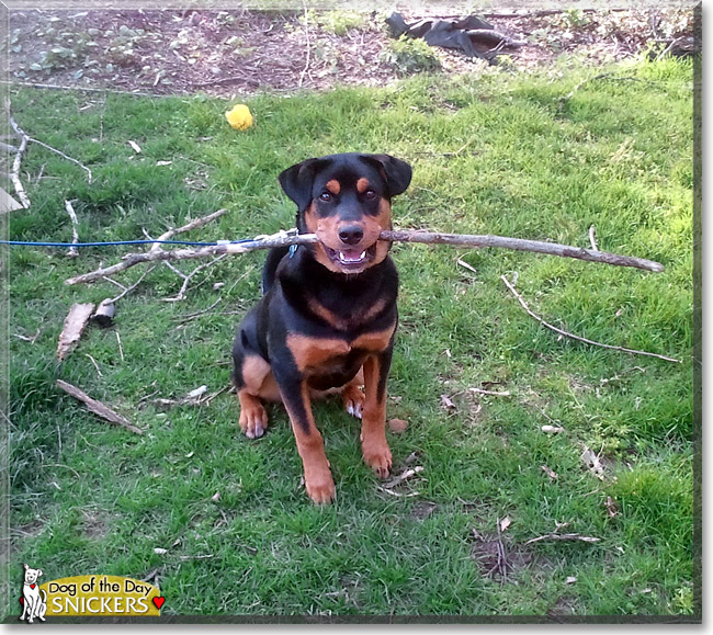 Snickers, the Dog of the Day