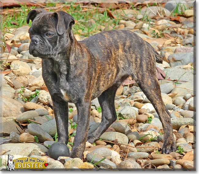 Buster, the Dog of the Day