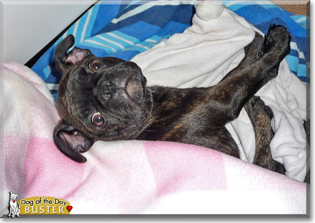 Buster, the Dog of the Day