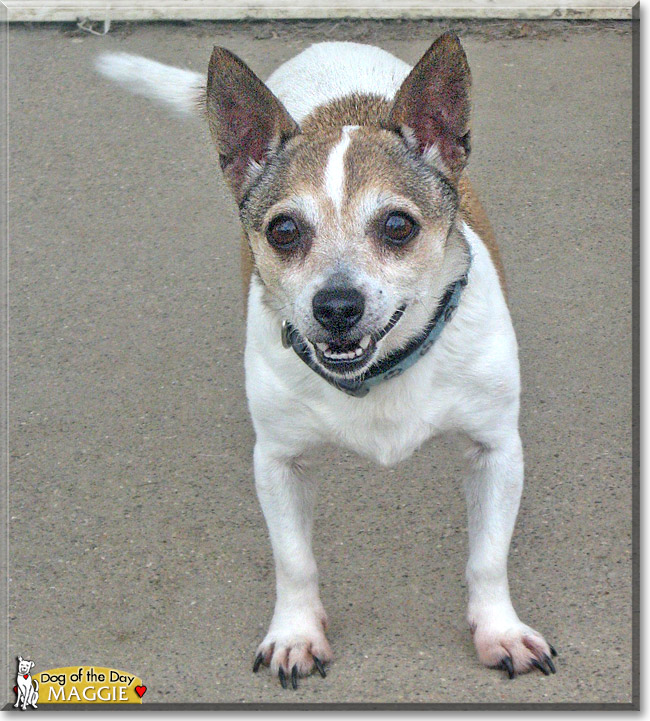 Maggie, the Dog of the Day