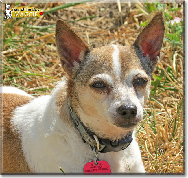 Maggie, the Dog of the Day