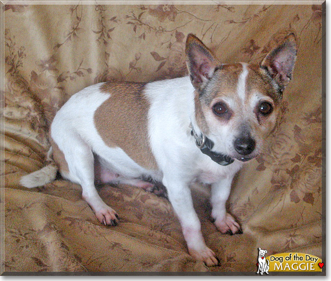 Maggie, the Dog of the Day
