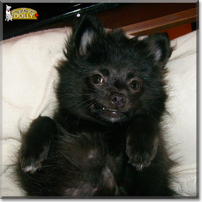 Dolly, the Dog of the Day