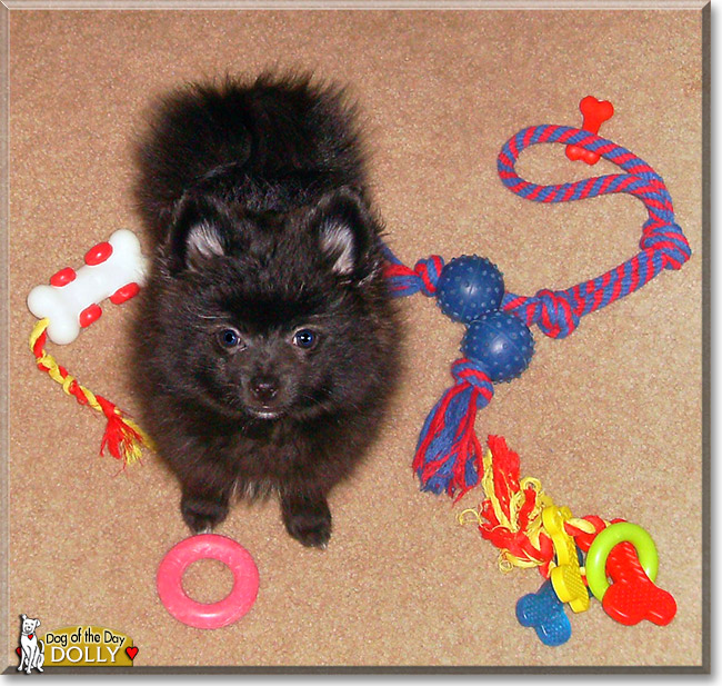 Dolly, the Dog of the Day