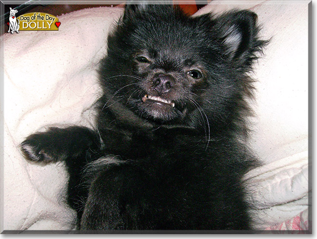 Dolly, the Dog of the Day