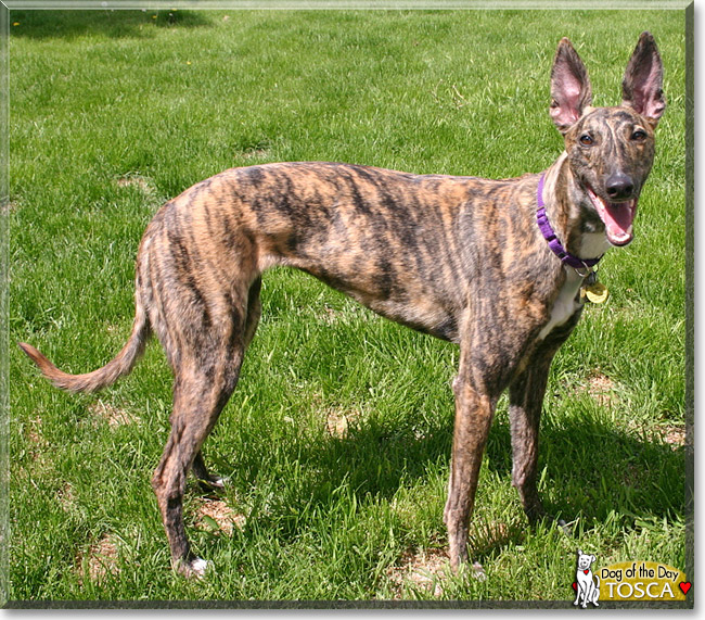 Tosca, the Dog of the Day