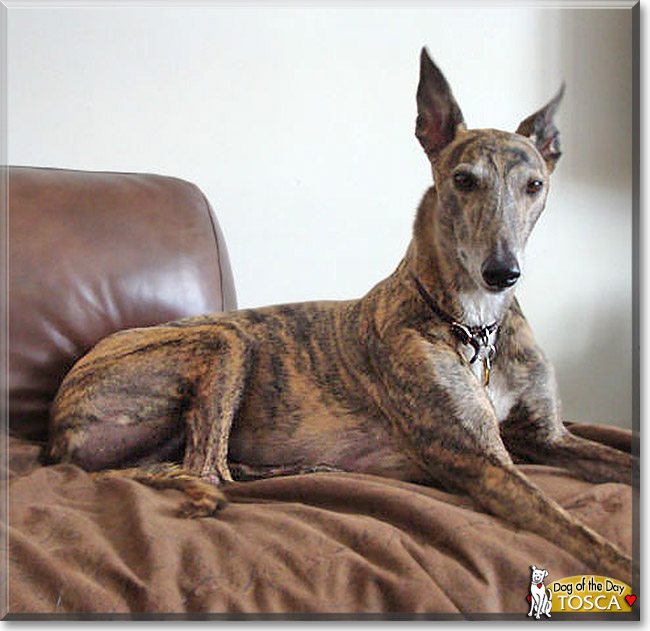 Tosca, the Dog of the Day