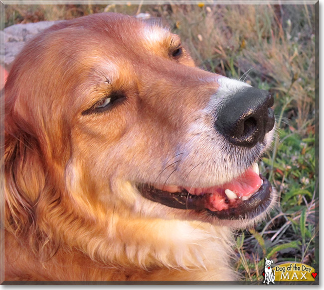 Max, the Dog of the Day
