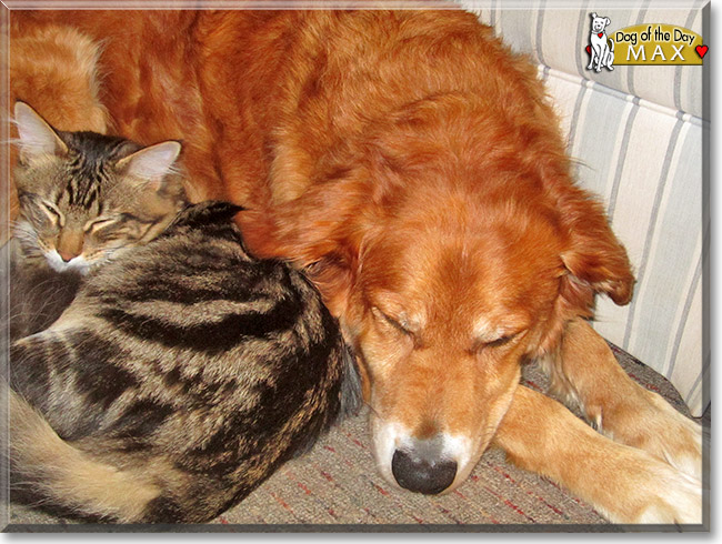 Max, the Dog of the Day