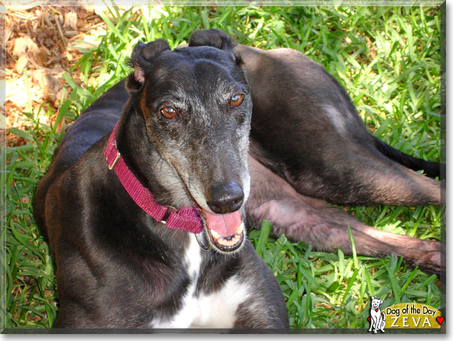 Zeva, the Dog of the Day