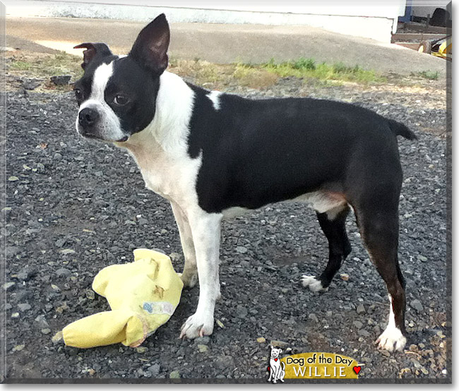 Willie, the Dog of the Day