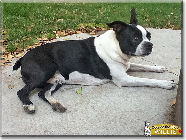 Willie, the Dog of the Day