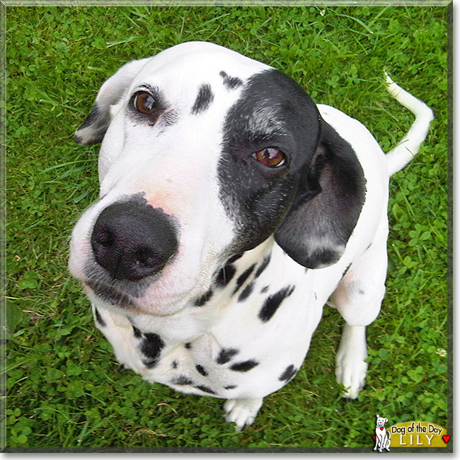 Lily, the Dog of the Day