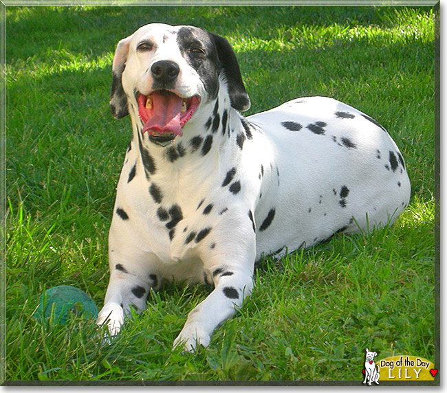 Lily, the Dog of the Day
