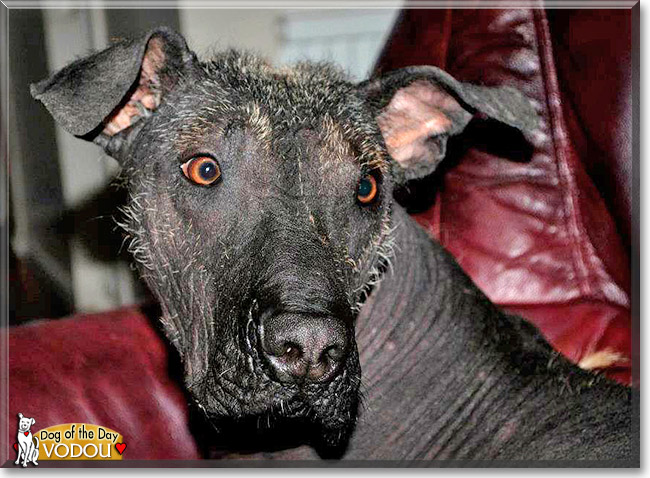 Vodou, the Dog of the Day