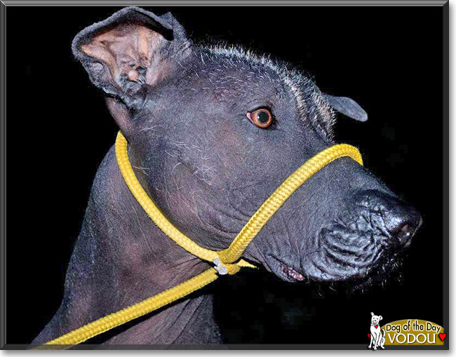 Vodou, the Dog of the Day